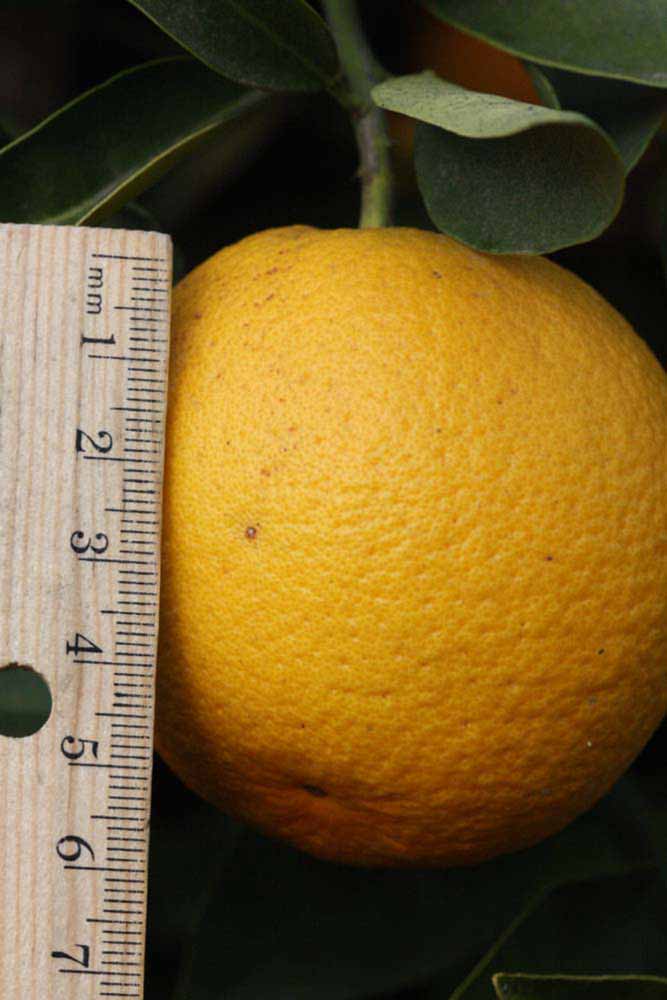              Fruit (Riverside, CA)       